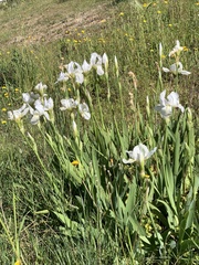 Iris albicans