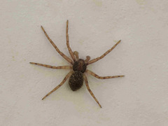 Pulchellodromus bistigma