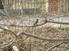 Passer domesticus