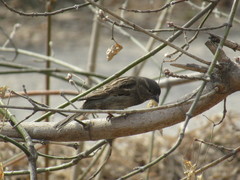 Passer domesticus