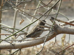 Passer domesticus
