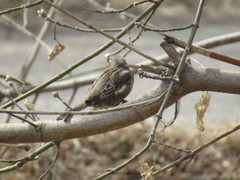 Passer domesticus