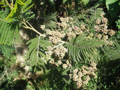 Dasineura rubiformis