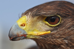 Parabuteo unicinctus