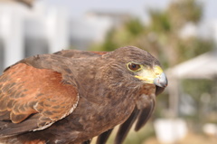 Parabuteo unicinctus