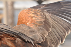 Parabuteo unicinctus