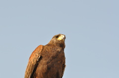 Parabuteo unicinctus