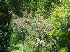 Dasineura rubiformis