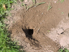 Thomomys bulbivorus
