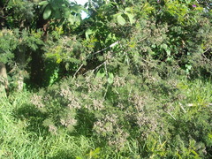 Dasineura rubiformis