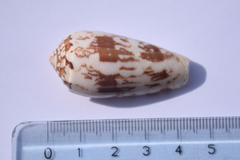 Conus striatus