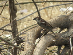 Passer domesticus