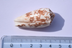 Conus striatus