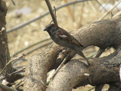 Passer domesticus