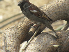Passer domesticus