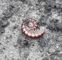 Strongylosoma