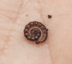 Strongylosoma