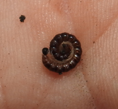 Strongylosoma