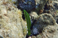 Labrus viridis