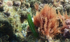 Labrus viridis