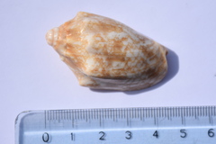 Cymbiola vespertilio