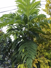 Artocarpus blancoi