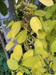 Dendrolobium umbellatum