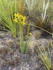Senecio pinifolius