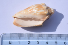 Cymbiola vespertilio