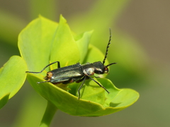 Clanoptilus abdominalis