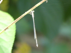 Isostictidae