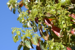 Cinnamomum camphora