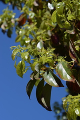 Cinnamomum camphora