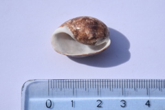 Bulla ampulla