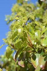 Cinnamomum camphora