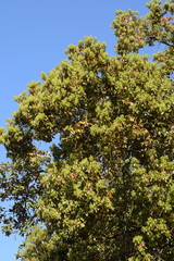 Cinnamomum camphora
