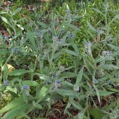 Anchusa aggregata