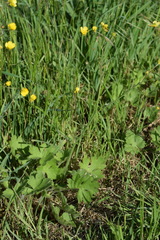 Ranunculus velutinus