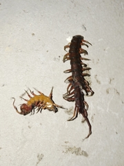 Scolopendra subspinipes