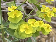Euphorbia segetalis