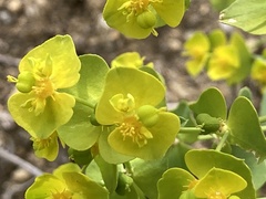 Euphorbia segetalis