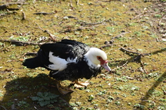 Cairina moschata domestica
