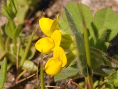 Lotus ornithopodioides