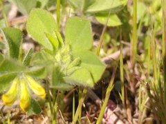 Lotus ornithopodioides