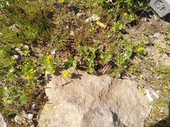 Lotus ornithopodioides