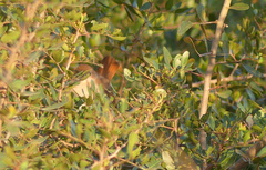Luscinia megarhynchos