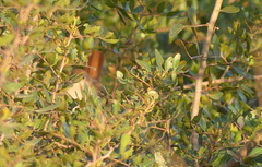 Luscinia megarhynchos