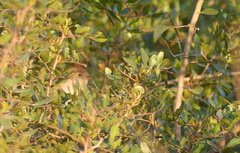 Luscinia megarhynchos