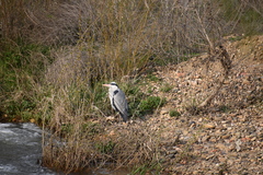 Ardea cinerea