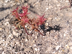 Sedum cespitosum